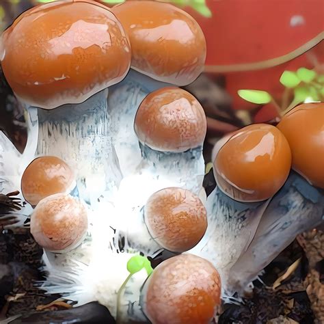 allenii mushroom|Psilocybe Allenii: The Ultimate Guide